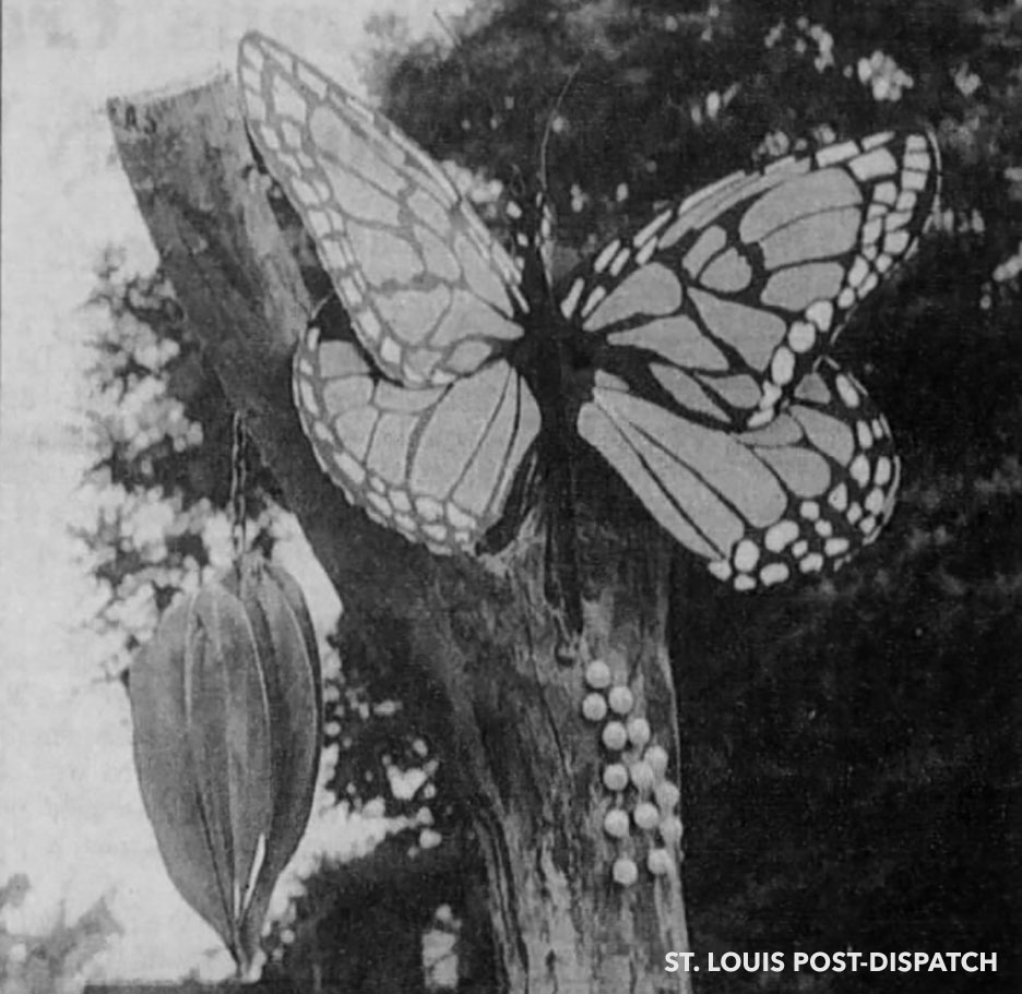 Uriel Starbuck butterfly